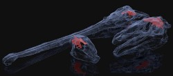 digital image of dinosaur bones